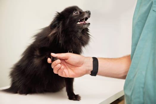 Close-up of veterinarian examining dog's paw - greeting pet