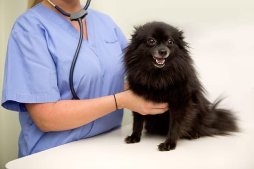 A dog having it's heart rate checked at the vet clinic