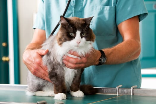 A cat having a check-up at a small animal vet clinic