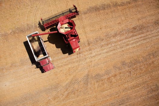 A harvester or combine filling a grain truck with lentils