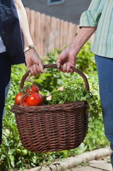 Close-up of senior women holding basket filled with vegetables