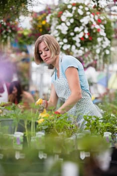 Young woman spraying water on plants at a plant nursery