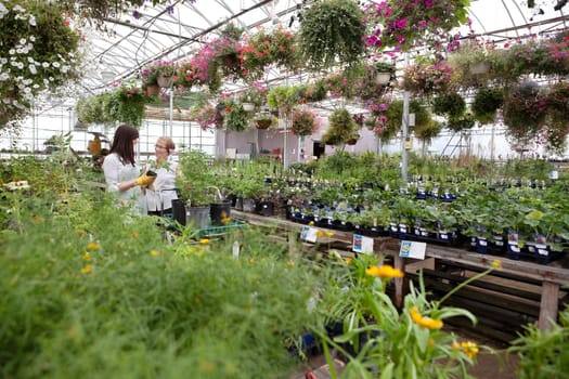 Woman communicating with female worker while buying plant