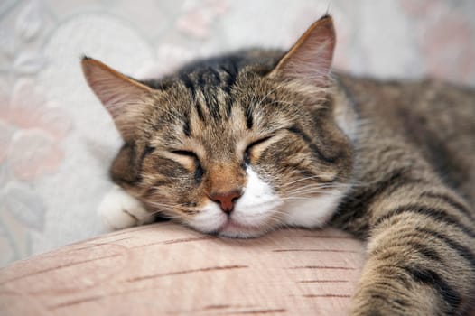 Cat sleeping by sofa. Kuzia - senior cat (12 y.o.)