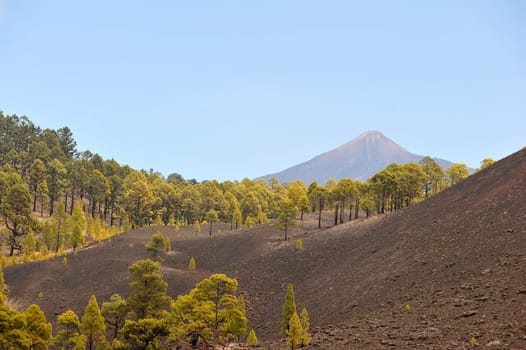 Endemic pines in Tenerife
