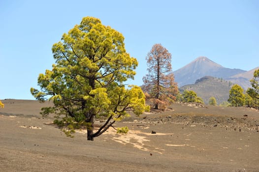 Landscape with pine trees on el Teide in Tenerife