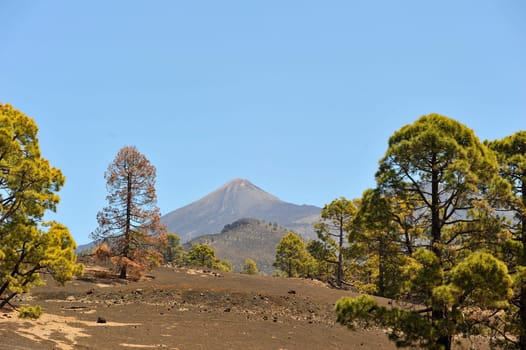 Pine forest at the foot of El Teide in Tenerife