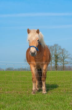 brown horse in a dutch meadow
