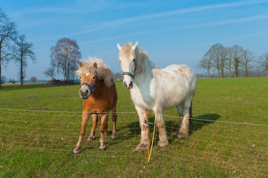 brown and white horse in a dutch meadow