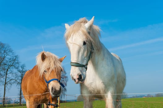brown and white horse in a dutch meadow