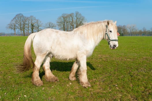 white horse in a dutch meadow