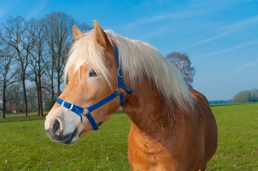 brown horse in a dutch meadow