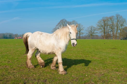 white horse in a dutch meadow