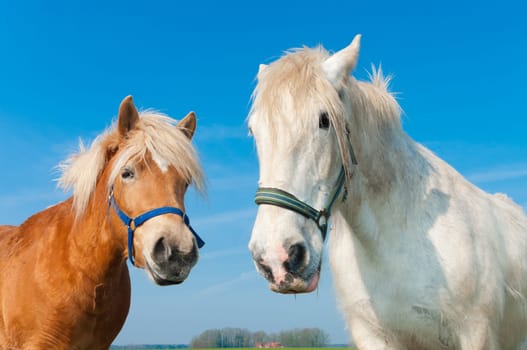 brown and white horse in a dutch meadow