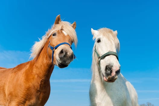 brown and white horse in a dutch meadow