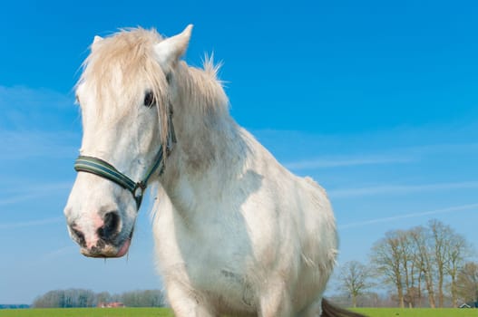 white horse in a dutch meadow