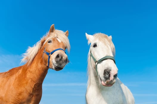 brown and white horse in a dutch meadow