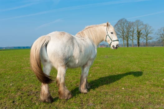 white horse in a dutch meadow