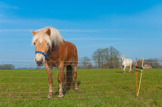 brown horse in a dutch meadow