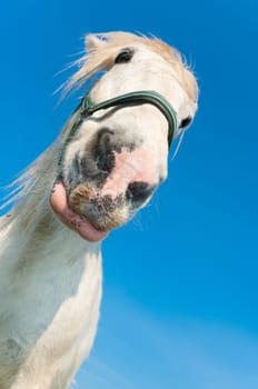 white horse in a dutch meadow