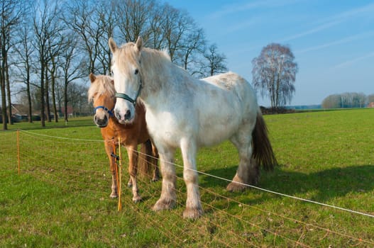 brown and white horse in a dutch meadow