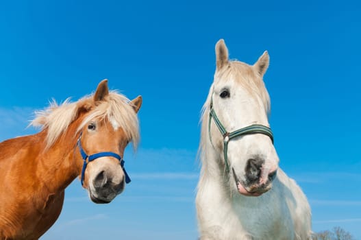brown and white horse in a dutch meadow