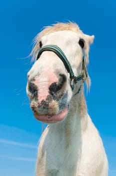 white horse in a dutch meadow