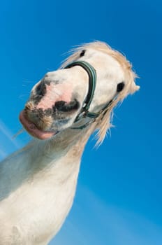 white horse in a dutch meadow