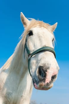 white horse in a dutch meadow