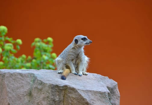 Erdmännchen