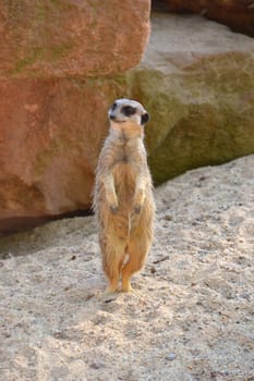 Erdmännchen