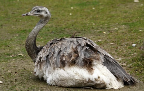 Greater rhea