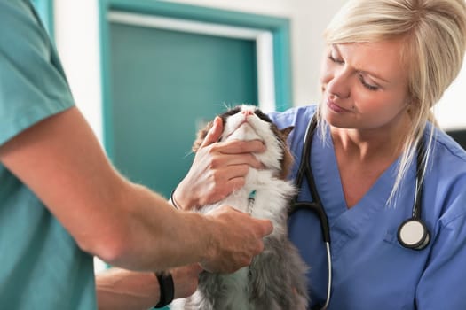 Female assistant watching a veterinarian draw blood
