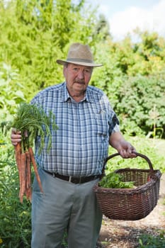 Portrait of senior man holding carrots in garden