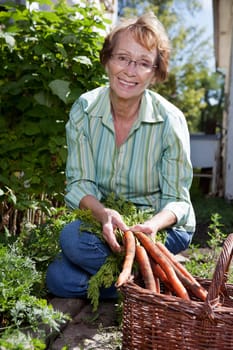 Portrait of pretty senior woman harvesting carrots from garden