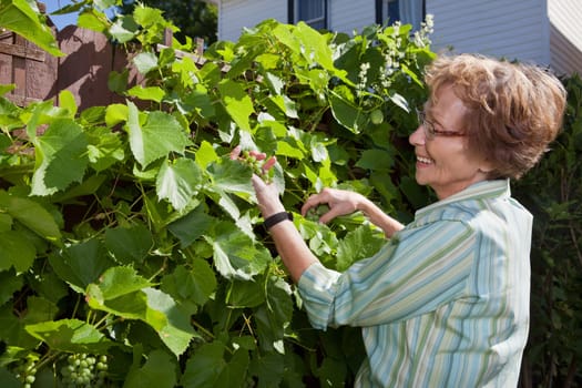 Senior woman looking at grapes while working in garden