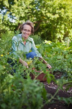 Portrait of smiling senior woman with basket in vegetable garden