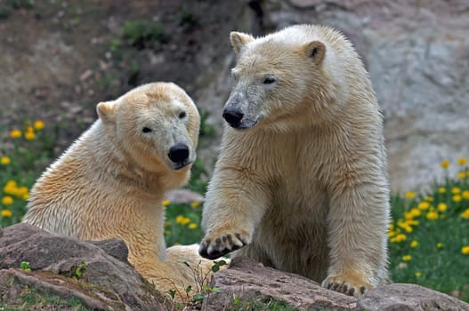 Polar bears