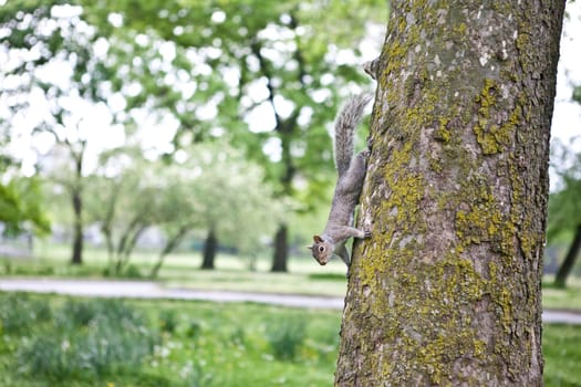 Squirrels in the park