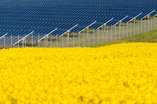 Solar panels in a rapeseed field