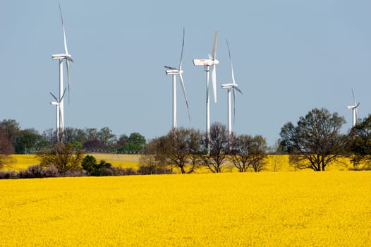 Wind turbines in a rapeseed field