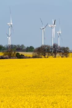 Wind turbines in a rapeseed field