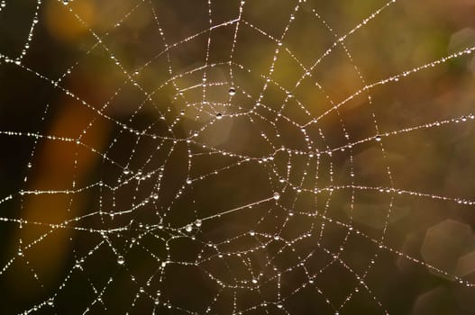 Close-up of the spider web with glistening dewdrops