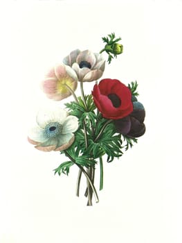 Antique illustration of a anemone simplex engraved by Pierre-Joseph Redoute (1759 - 1840), nicknamed "The Raphael of flowers""."