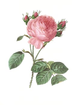 Antique illustration of a rosa centifolia engraved by Pierre-Joseph Redoute (1759 - 1840), nicknamed "The Raphael of flowers""."
