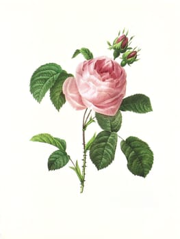 Antique illustration of a rosa centifolia engraved by Pierre-Joseph Redoute (1759 - 1840), nicknamed "The Raphael of flowers""."