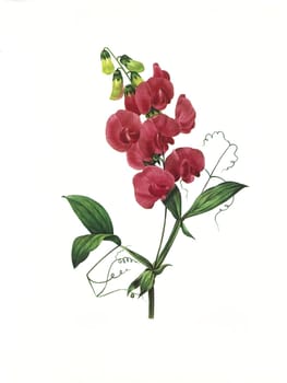 Antique illustration of a gesse a large feuilles engraved by Pierre-Joseph Redoute (1759 - 1840), nicknamed "The Raphael of flowers""."