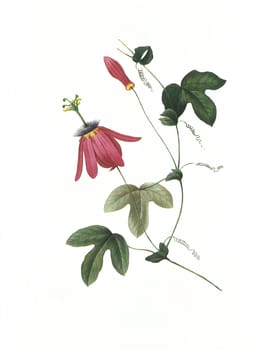 Antique illustration of a passiflora engraved by Pierre-Joseph Redoute (1759 - 1840), nicknamed "The Raphael of flowers""."