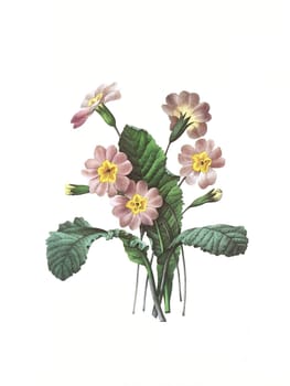 Antique illustration of a primevere engraved by Pierre-Joseph Redoute (1759 - 1840), nicknamed "The Raphael of flowers""."