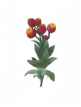 Antique illustration of a cudweed engraved by Pierre-Joseph Redoute (1759 - 1840), nicknamed "The Raphael of flowers""."